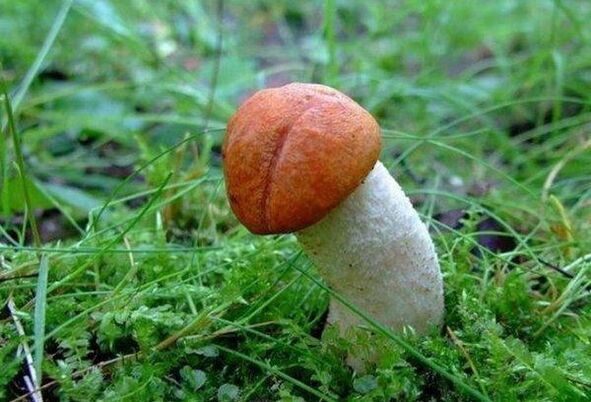 The mushroom symbolizes the enlargement of the glans penis
